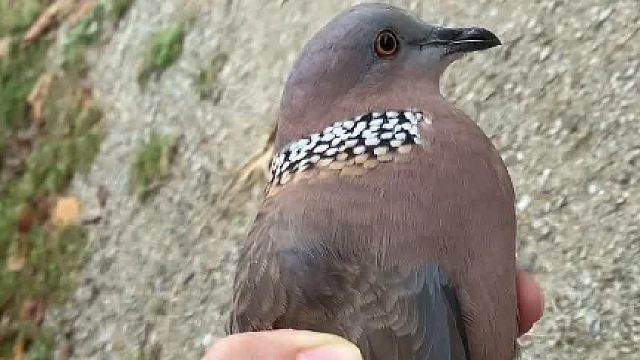 吓死我了，有人知道这是什么鸟吗？