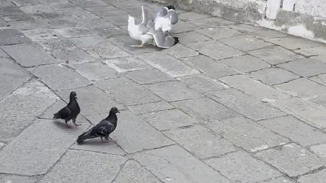 意大利旅游惊现凶恶海鸥撕咬同胞