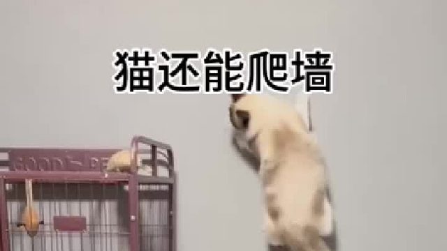 这只猫是属壁虎的吧 