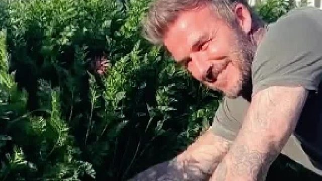 贝克汉姆斥资百万为妻子培育爱心胡萝卜失败