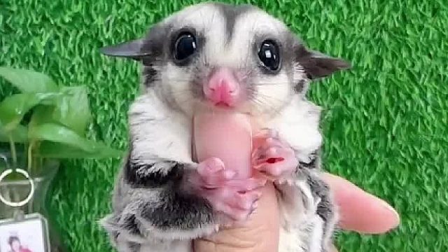 小普蜜妹妹，出发新家了