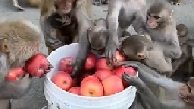 猴子喜欢吃苹果