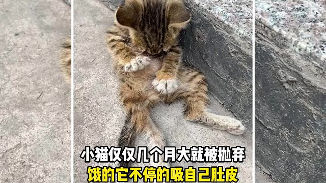 小猫仅仅几个月大就被抛弃，饿的它不停的吸自己肚皮