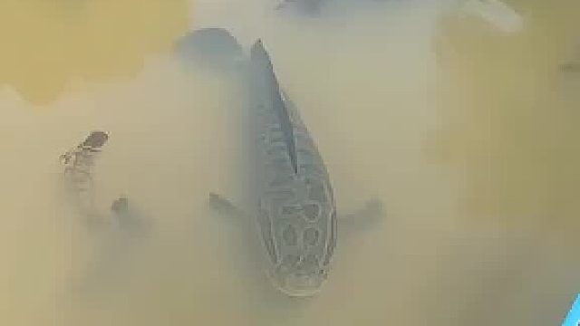 当你钓鱼被一条大老黑挑衅，游到你面前