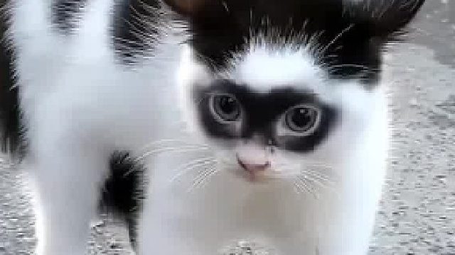 离谱！捡到眼罩猫，离家揣崽，生个同款眼罩