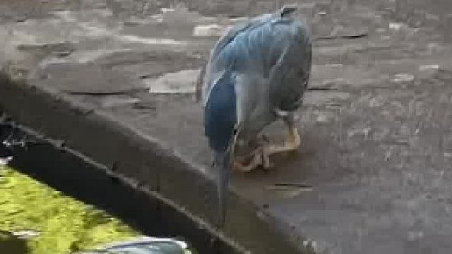 被绿鹭的“钓鱼”智慧狠狠拿捏了