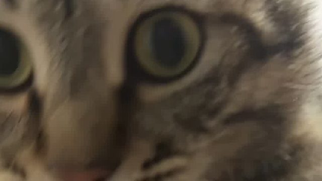 养猫猫吧，让生活苦味稀释稀释