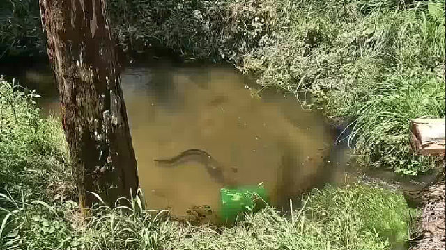 这种野生的很少见