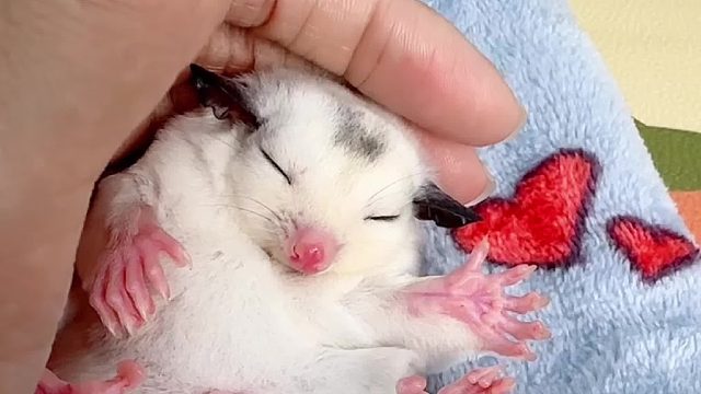 圆滚滚的小胖子