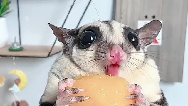 它是真的很喜欢吃