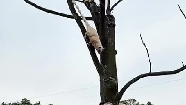 好聪明，还知道抄个近道