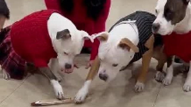 狗子吃巧克力不是会噶吗？？？