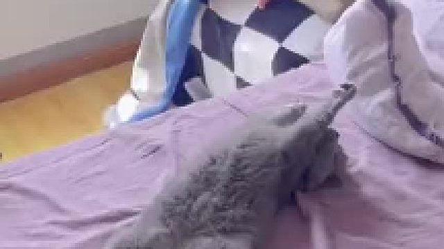 我是没见过猫吗？嗯？