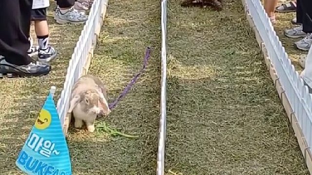 现实版：龟兔赛跑