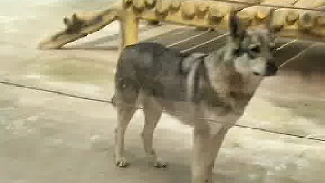 把游客当日本人整_