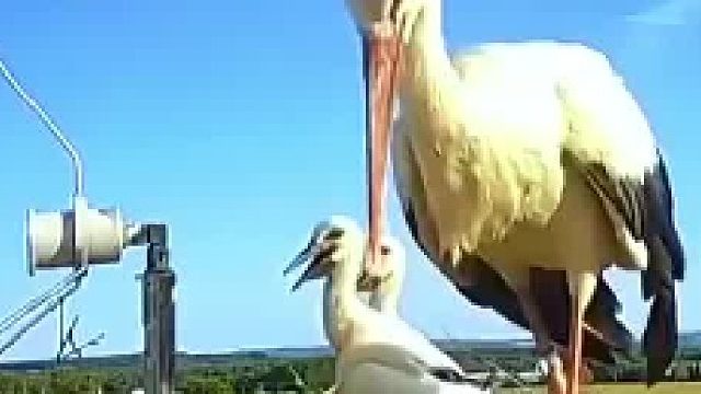 白鹳鸟妈妈淘汰最弱的幼崽，一点不需要犹豫。网友：无奈之举！！