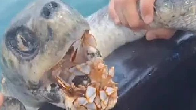 给海龟口腔清理藤壶