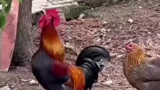 公鸡给母鸡摘樱桃，不偏不倚一鸡一颗，网友：我还没吃上樱桃呢