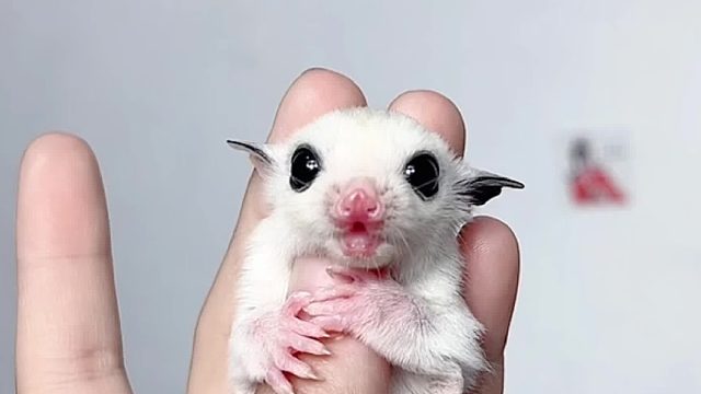 好奶的叫声，太可爱了