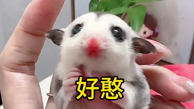 刚抓出来，一脸懵逼状态