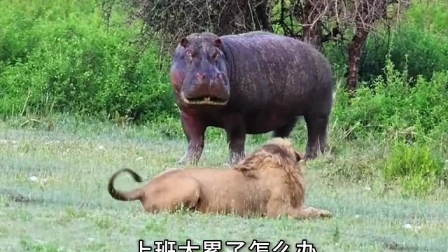 河马寻技师按摩舒缓身心