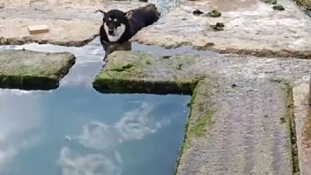 刚被虾兵蟹将集体投诉了，说我家狗子拦在水渠当“水坝”