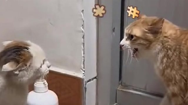 彩狸：别逼我扇你啊！﻿