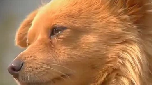 狗狗每天盼着90岁奶奶回来，在公交车站苦苦守候三天