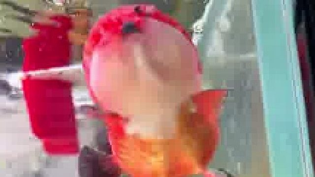 好嘚瑟呀！好想送它去上班