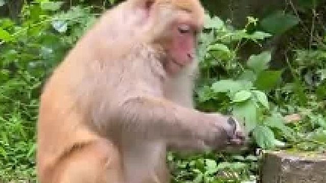 应该再拿出来一个，当它面吃咯