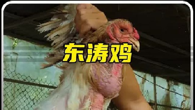 你吃过最贵的鸡爪是多少钱一对，价值一万五的鸡爪你吃过吗！