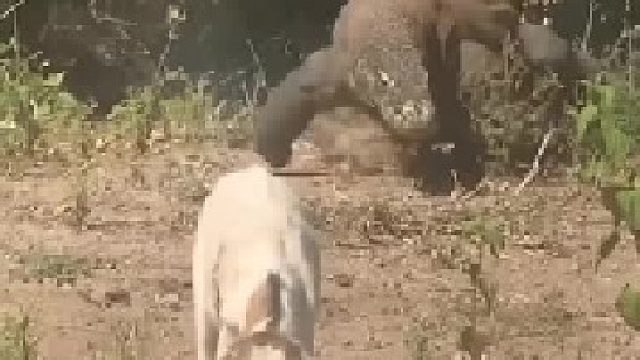 这只小羊真是命大