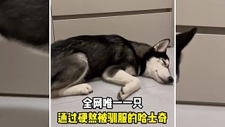 全網(wǎng)唯一一只通過硬熬被訓(xùn)服的哈士奇