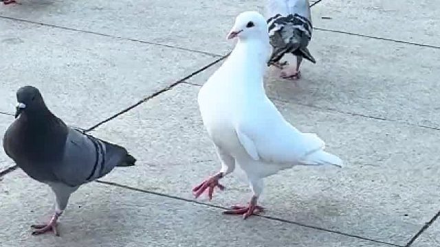 某些鸟能不能有点边界感！！