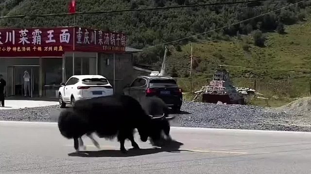 终于知道为什么牧民喜欢用牦牛换车了！