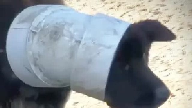 这只流浪狗的头被塑料管套住，他的脖子被勒的又肿又痛