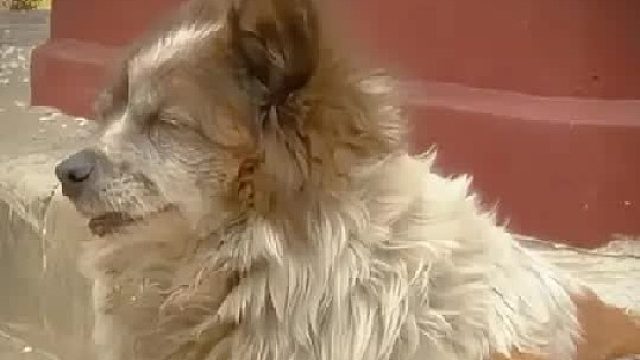 这只流浪狗在小区苦守10年，眼睛哭的又肿又大