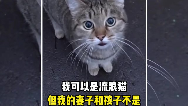 我可以是流浪猫，但我的妻子和孩子不是