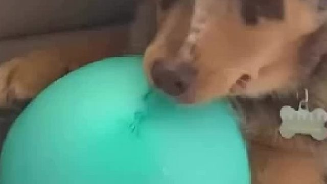 狗狗我什么也不知道呀