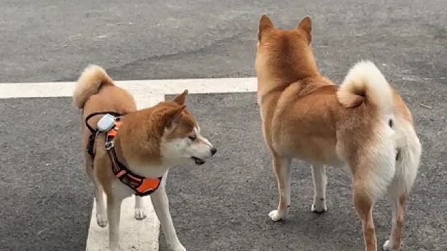 柴犬咬人是没有前摇滴？！！！