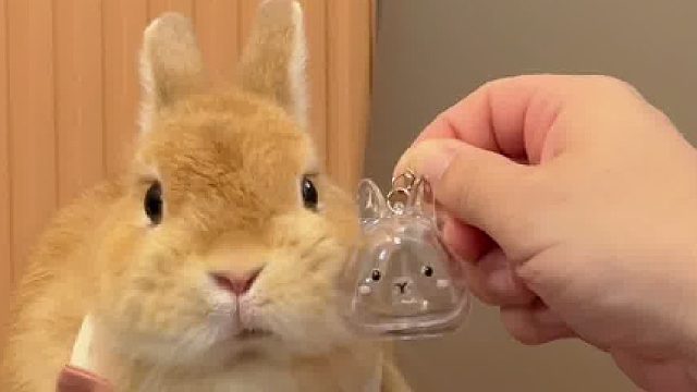 兔：搞毛啊？ 人：搞毛啊！