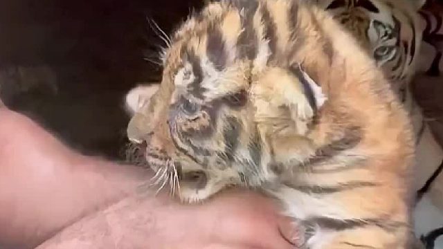 小猫咪不让饲养员抱抱