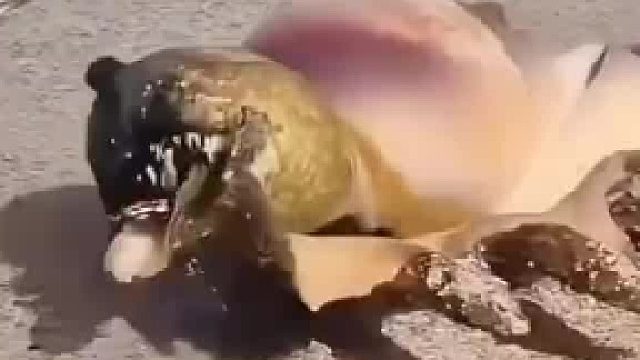 我知道咸鱼能翻身，没想到海螺也能翻身