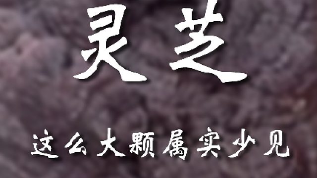 这大灵芝厉害了