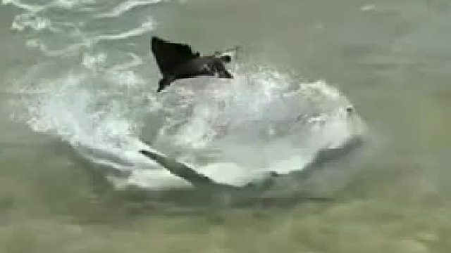 鲨鱼：这是干什么呢，说好不许暂停的