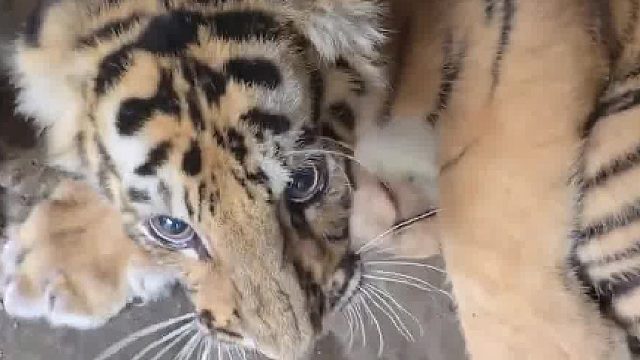 新来的小猫咪，有点凶凶的