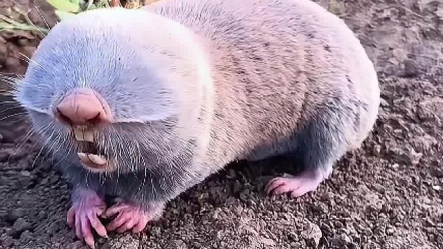 这是什么怪物，眼睛去哪里了