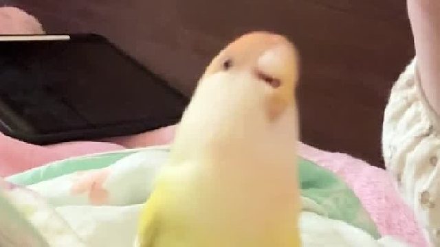 谁的小鹦鹉这么喜欢和麻麻玩游戏呀～