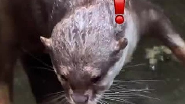 当我用冰块吸引小水獭