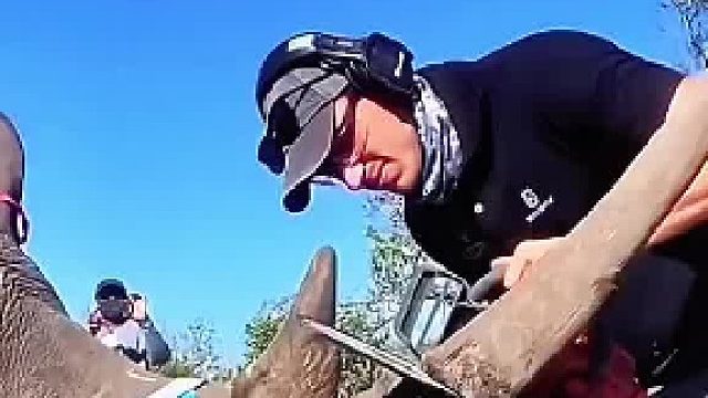 确实为了保护犀牛！可恶的偷猎者取犀牛角是半个头都要撬开连根挖